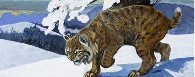 Lince rossa da English School