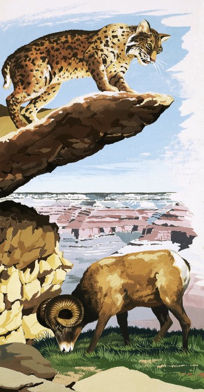 Lince Rossa e Pecora Bighorn al Parco Nazionale del Grand Canyon da English School