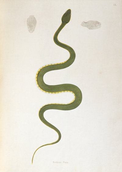 Serpente Bodroo Pam da An Account of Indian Serpents raccolti dalla Costa di Coromandel di Patrick Russell, Londra, 1796 da English School