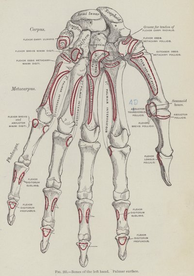 Ossa della mano sinistra, superficie palmare da English School