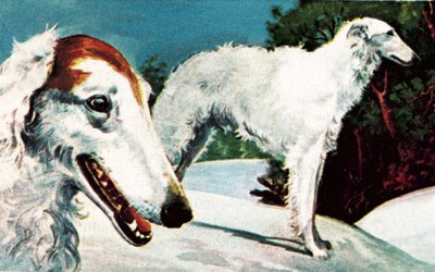 Borzoi da English School