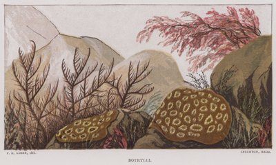 Botrylli (litografia a colori) da English School