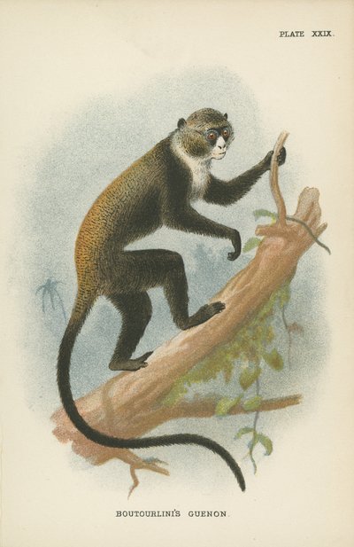 Il Guenon di Boutourlini da English School