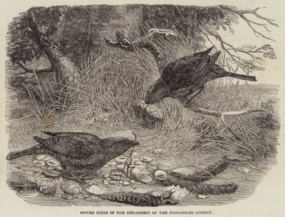 Uccelli giardinieri nella menagerie della Società Zoologica da English School