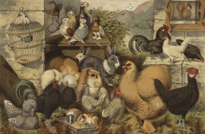 Animali domestici dei ragazzi da English School
