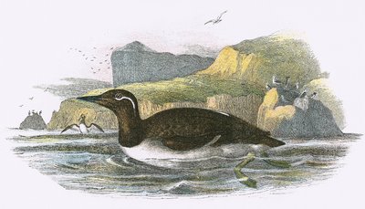 Guillemot imbrigliato da English School