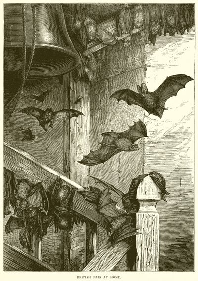 Pipistrelli britannici a casa da English School