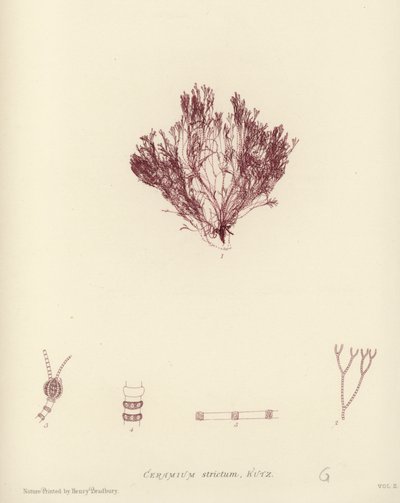 Alghe Marine Britanniche (stampa naturale) da English School