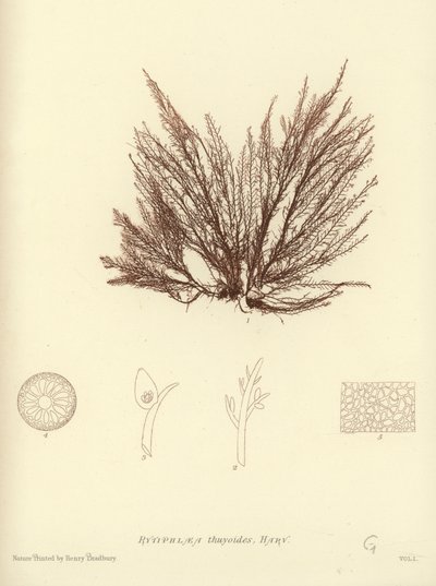Alghe Marine Britanniche (stampa naturale) da English School