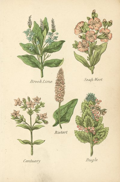 Veronica Beccabunga, Saponaria, Bistorta, Centaurea, Bugola da English School