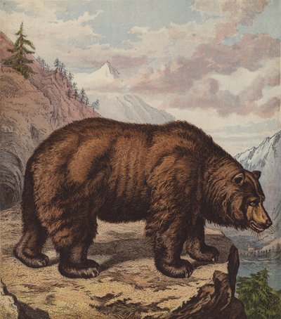 Orso bruno da English School