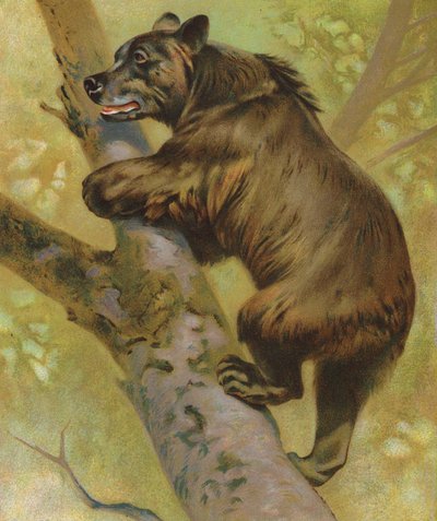 Orso bruno da English School