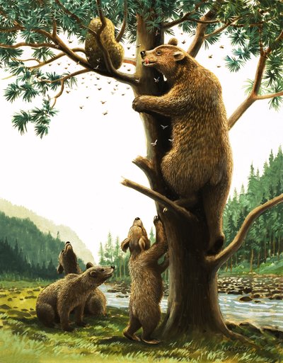 Orso bruno che si arrampica su un albero, attratto dal miele (gouache su carta) da English School