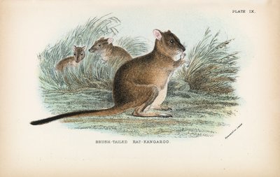 Ratto-canguro dalla coda a pennello da English School