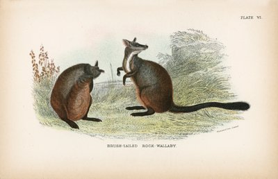 Wallaby dalla coda a spazzola da English School