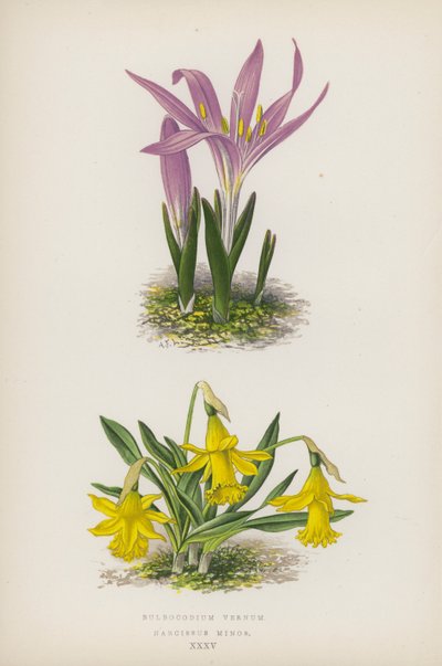 Bulbocodium Vernum; Narciso Minore da English School