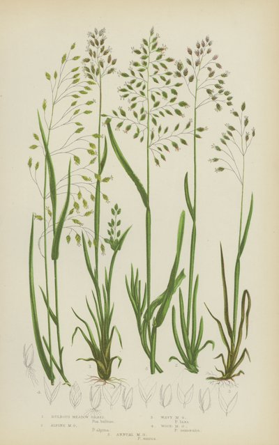 Erba dei prati bulbosa, erba dei prati alpina, erba dei prati ondulata, erba dei prati del bosco, erba dei prati annuale da English School