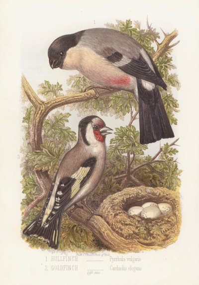 Ciuffolotto, Pyrrhula Vulgaris e Cardellino, Carduelis Elegans (litografia a colori) da English School