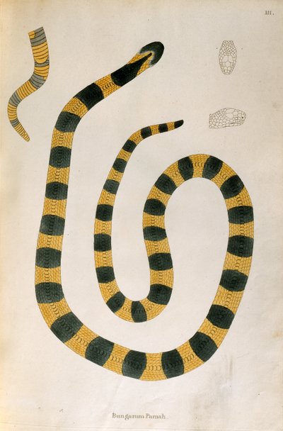 Serpente Bungarum Pam da An Account of Indian Serpents raccolti dalla Costa di Coromandel di Patrick Russell, Londra, 1796 da English School