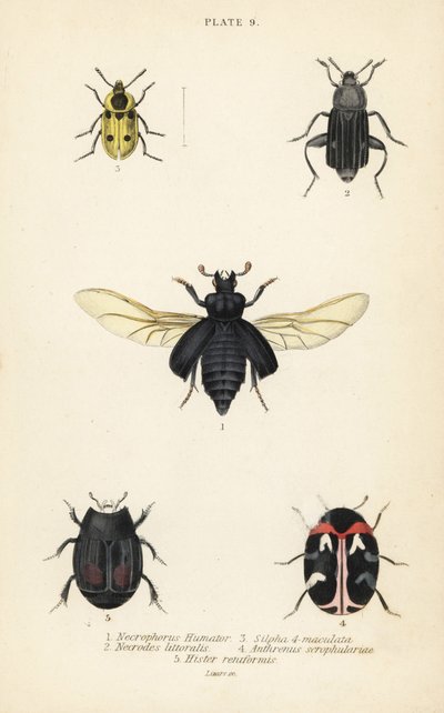 Scarabeo seppellitore, Nicrophorus humator 1, scarabei necrofagi, Necrodes littoralis 2, Dendroxena quadrimaculata 3, scarabeo dei tappeti, Anthrenus scrophulariae 4, e Hister quadrimaculatus var da English School