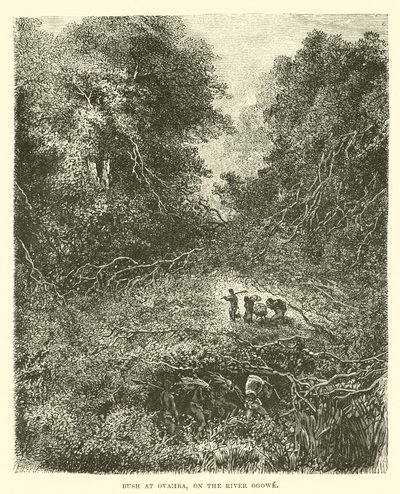 Boscaglia a Ovamba, sul fiume Ogowe da English School