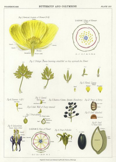 Ranuncolo e Colombina da English School