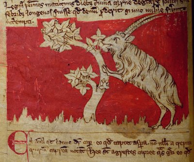 Capra, dal Bestiario da English School