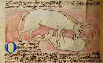 Asino selvatico, dal Bestiario da English School