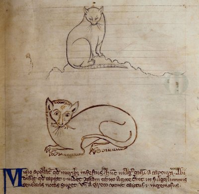 Gatto, dal Bestiario da English School