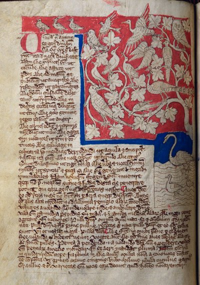Uccelli, dal Bestiario da English School