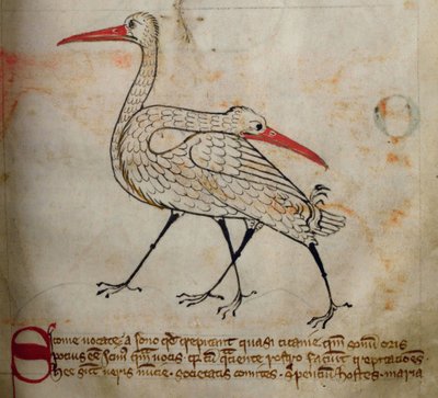 Cicogna, dal Bestiario da English School