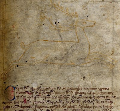 Stag, dal Bestiario da English School