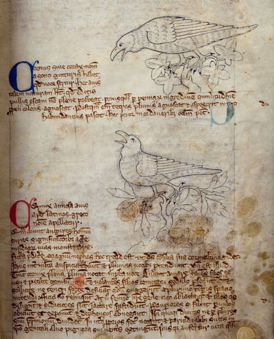 Corvo e Cornacchia, dal Bestiario da English School