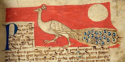 CCA-LitMs/D/10 fol. 22r Pavone, dal Bestiario da English School