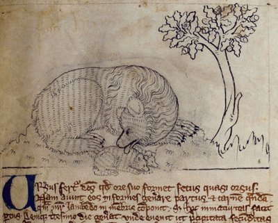 Orso, dal Bestiario da English School