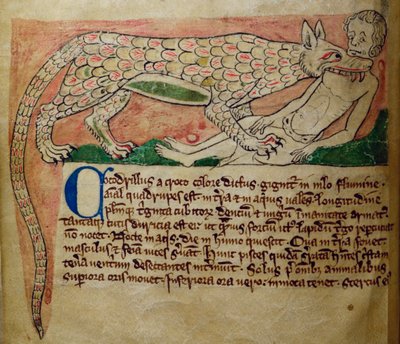Coccodrillo, dal Bestiario da English School