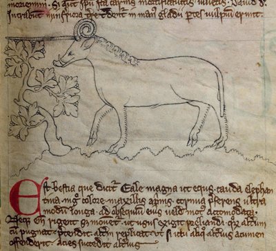 Yale, dal Bestiario da English School