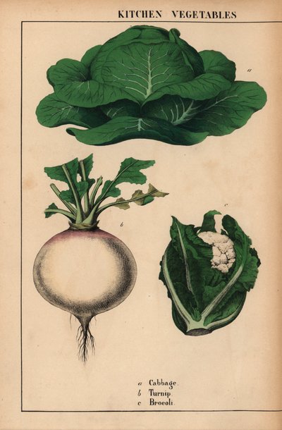 Cavolo, rapa e broccoli, da 