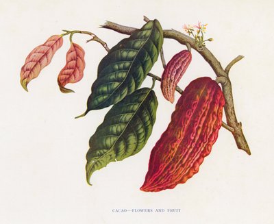 Cacao, fiori e frutti da English School