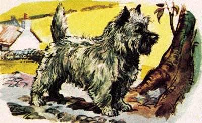 Cairn Terrier da English School