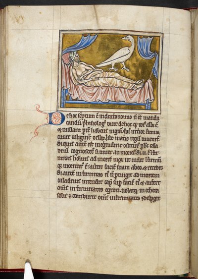 Uccello Caladrius - Bestiario, Regio MS 12 C XIX, f.47v da English School