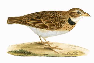 Allodola calandra, illustrazione da 