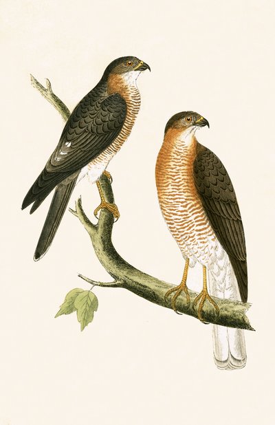 Sparviero di Calcutta, illustrazione da 