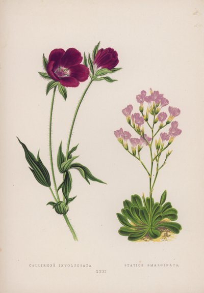 Callirhoe Involucrata; Statice Emarginata (litografia a colori) da English School