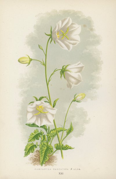 Campanula Carpatica B Alba da English School
