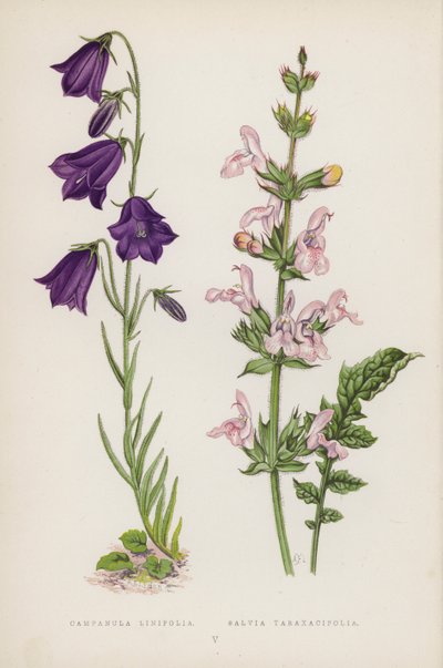 Campanula Linifolia; Salvia Taraxacifolia da English School