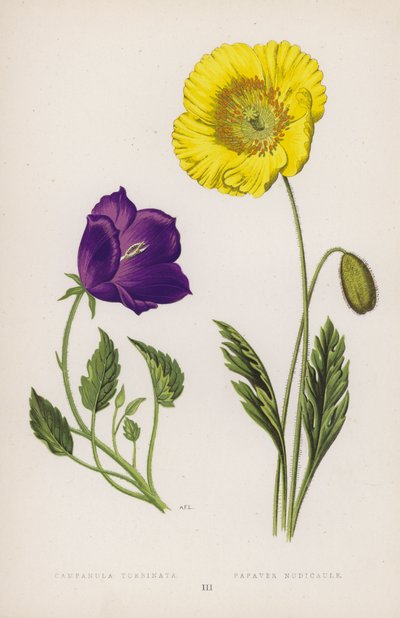 Campanula Turbinata; Papavero Nudicaule da English School