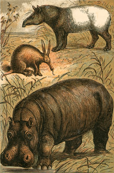 Formichiere del Capo, Tapiro malese e Ippopotamo da English School