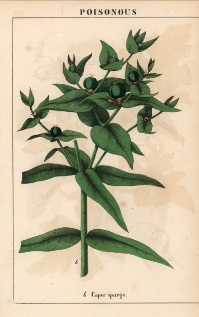 Euforbia con semi verdi, Euphorbia lathyris, da 