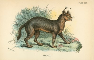 Caracal da English School